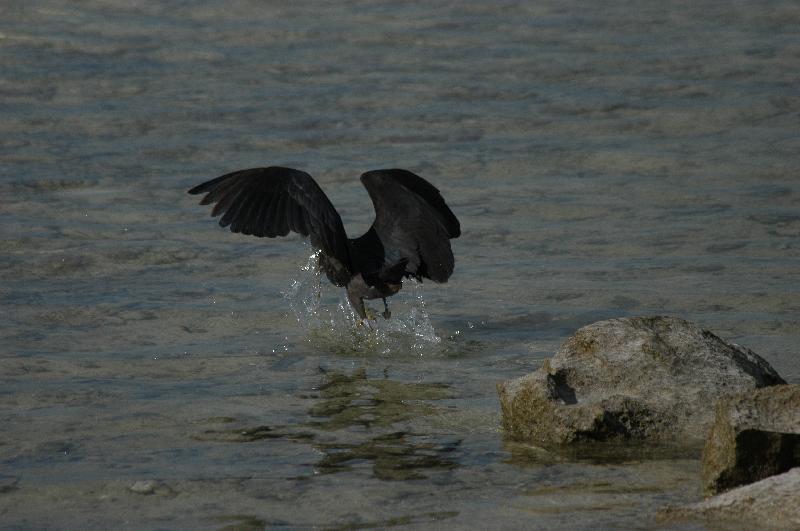 Eastern_Reef_Egret__Egretta_sacra__020.jpg