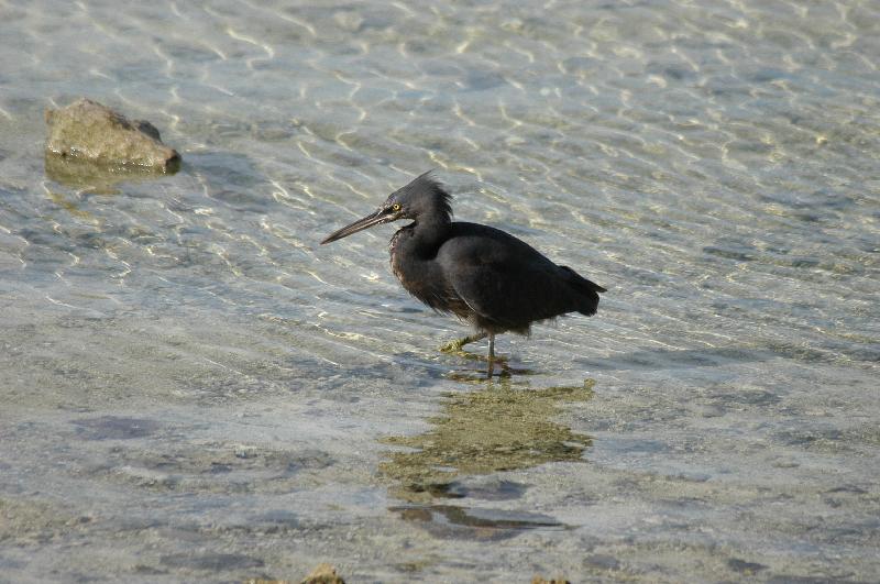 Eastern_Reef_Egret__Egretta_sacra__021.jpg