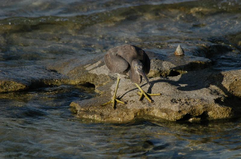 Eastern_Reef_Egret__Egretta_sacra__022.jpg