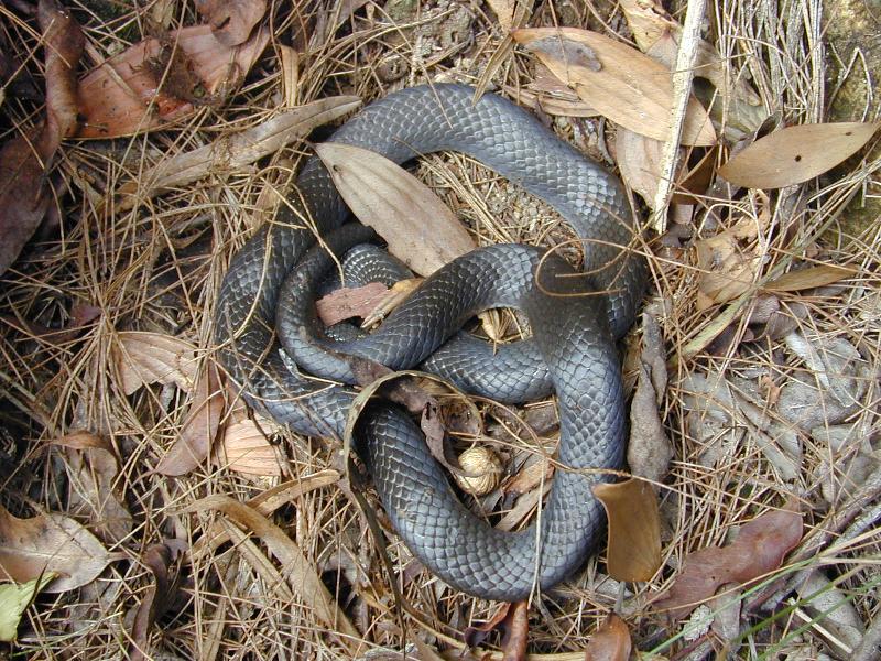 Eastern_Small-Eyed_Snake__Cryptophis_nigrescens__001.jpg