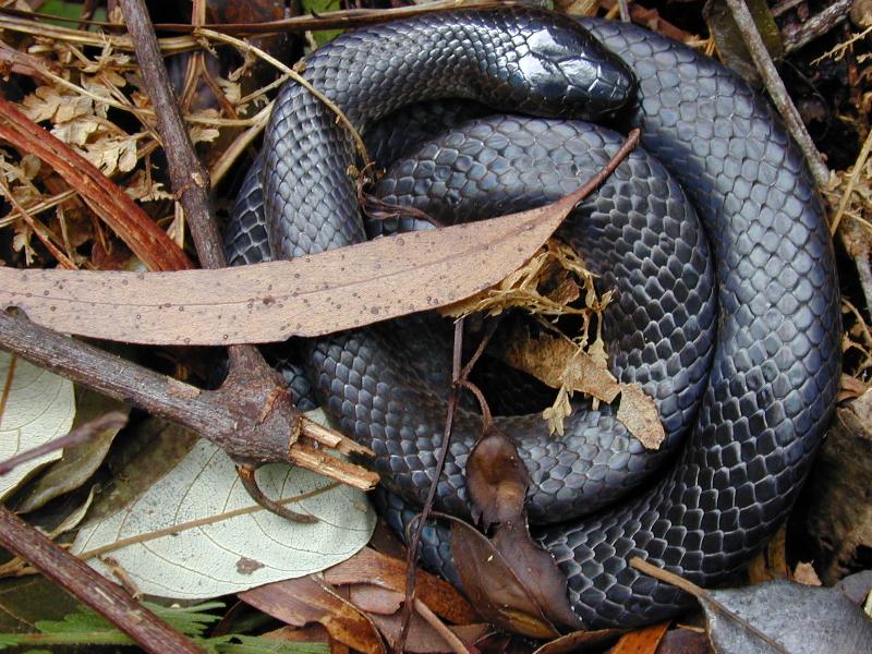 Eastern_Small-Eyed_Snake__Cryptophis_nigrescens__003.jpg