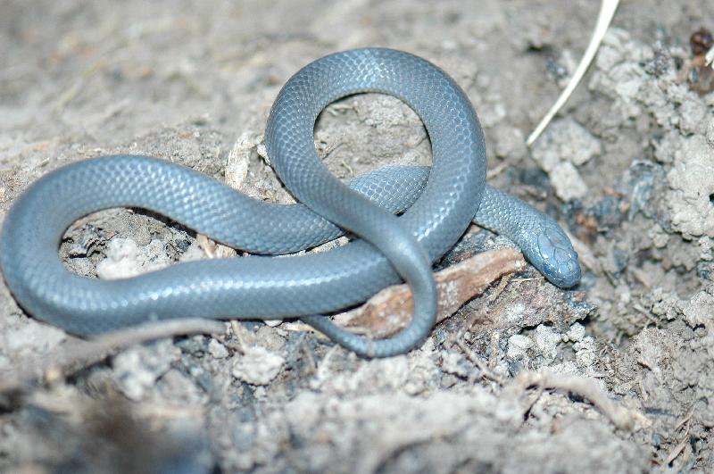 Eastern_Small-Eyed_Snake__Cryptophis_nigrescens__005.jpg