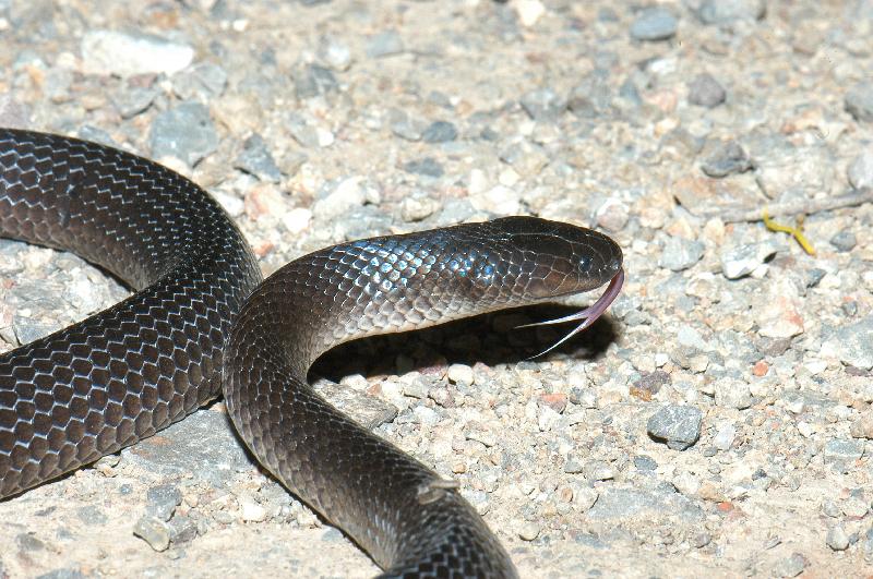 Eastern_Small-Eyed_Snake__Cryptophis_nigrescens__006.jpg