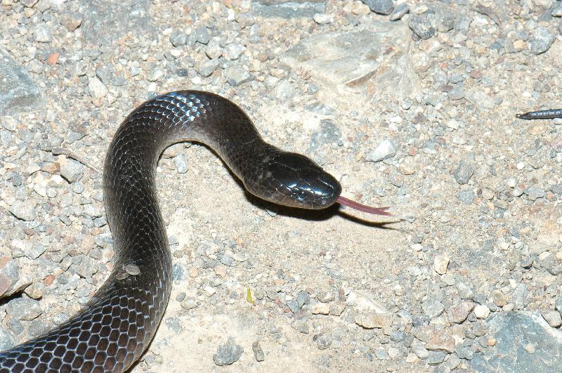 Eastern_Small-Eyed_Snake__Cryptophis_nigrescens__007.jpg