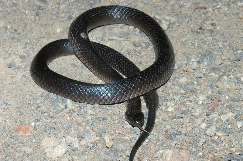 Eastern_Small-Eyed_Snake__Cryptophis_nigrescens__011.jpg