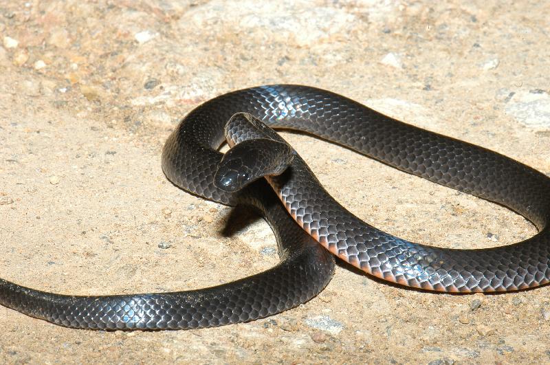 Eastern_Small-Eyed_Snake__Cryptophis_nigrescens__012.jpg