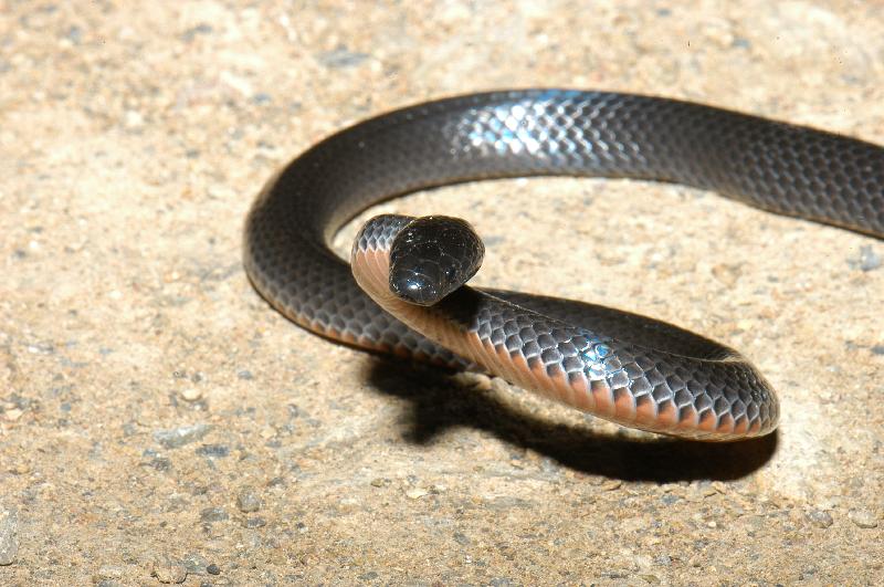 Eastern_Small-Eyed_Snake__Cryptophis_nigrescens__013.jpg