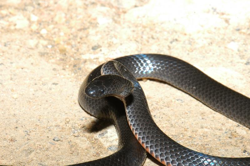 Eastern_Small-Eyed_Snake__Cryptophis_nigrescens__014.jpg