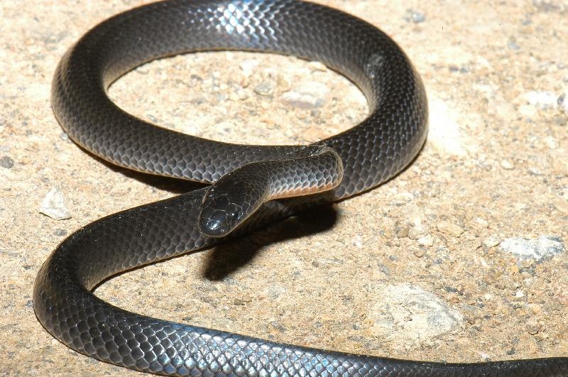 Eastern_Small-Eyed_Snake__Cryptophis_nigrescens__015.jpg