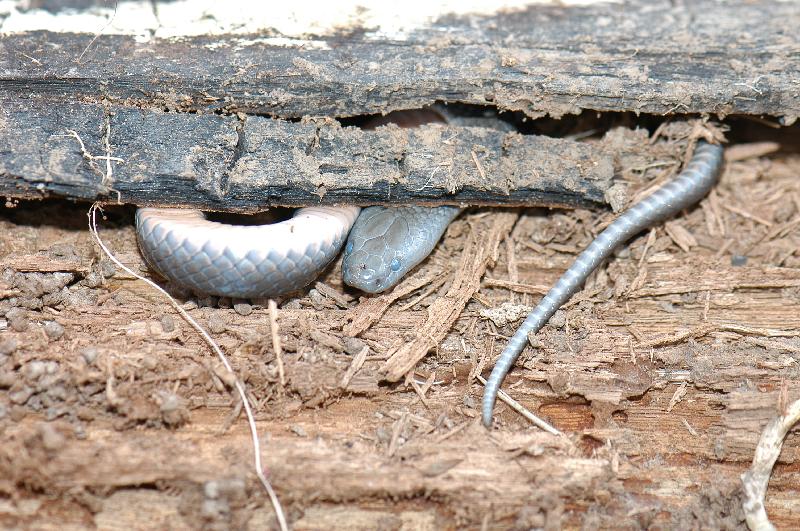 Eastern_Small-Eyed_Snake__Cryptophis_nigrescens__016.jpg