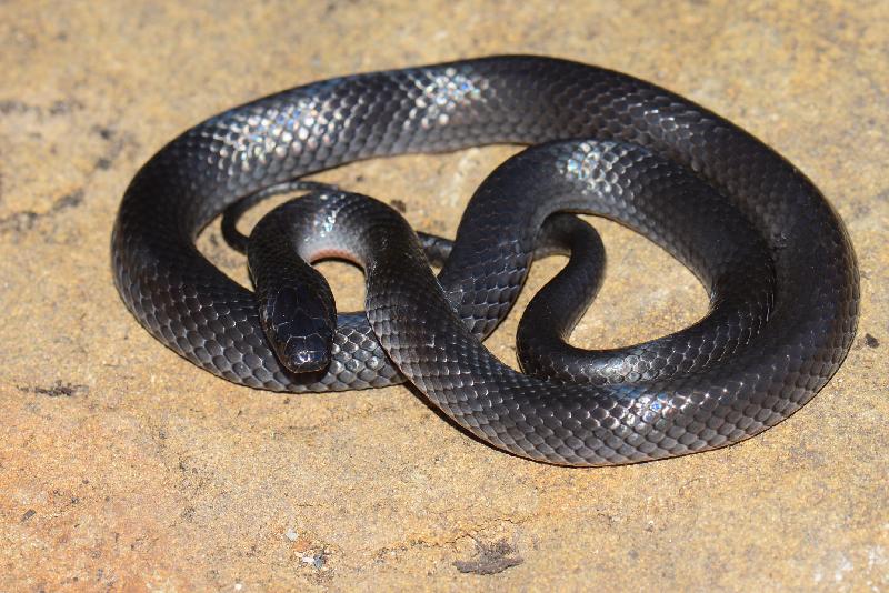 Eastern_Small-Eyed_Snake__Cryptophis_nigrescens__019.jpg