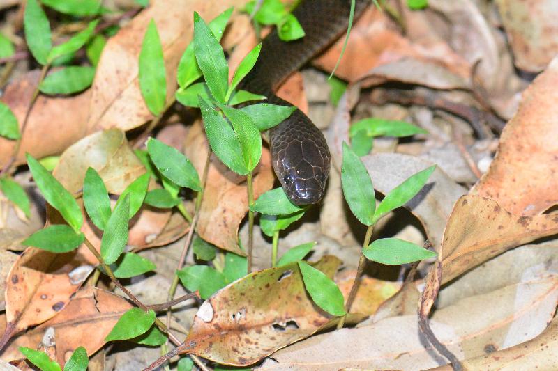 Eastern_Small-Eyed_Snake__Cryptophis_nigrescens__020.jpg