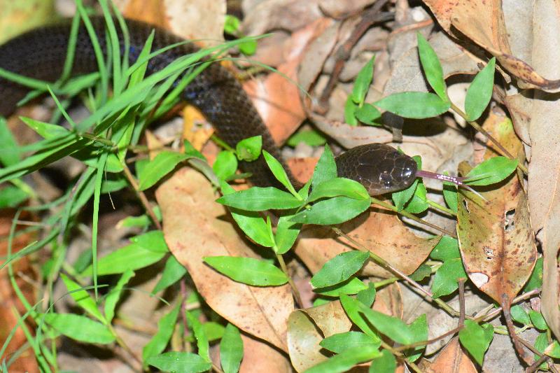 Eastern_Small-Eyed_Snake__Cryptophis_nigrescens__022.jpg