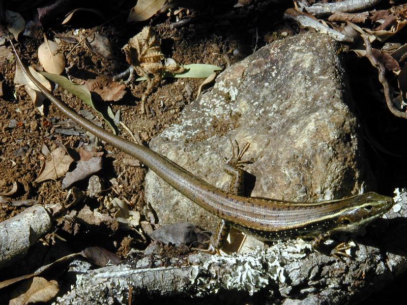 Eastern_Water-Skink__Eulamprus_quoyii__001.jpg