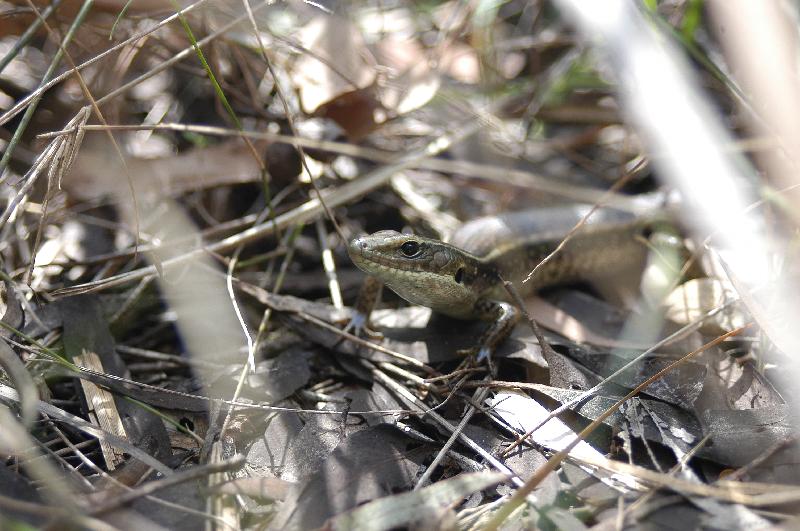 Eastern_Water-Skink__Eulamprus_quoyii__003.jpg