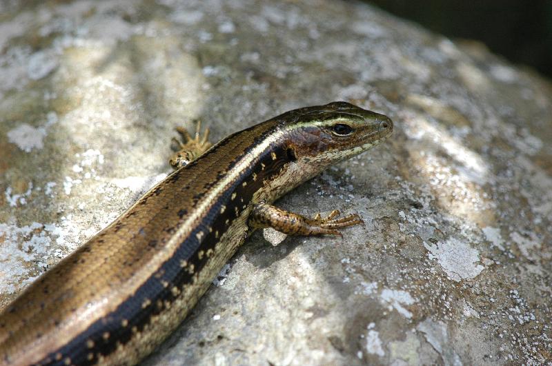 Eastern_Water-Skink__Eulamprus_quoyii__004.jpg