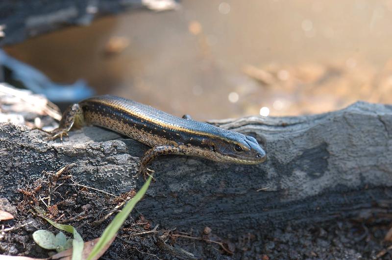 Eastern_Water-Skink__Eulamprus_quoyii__005.jpg