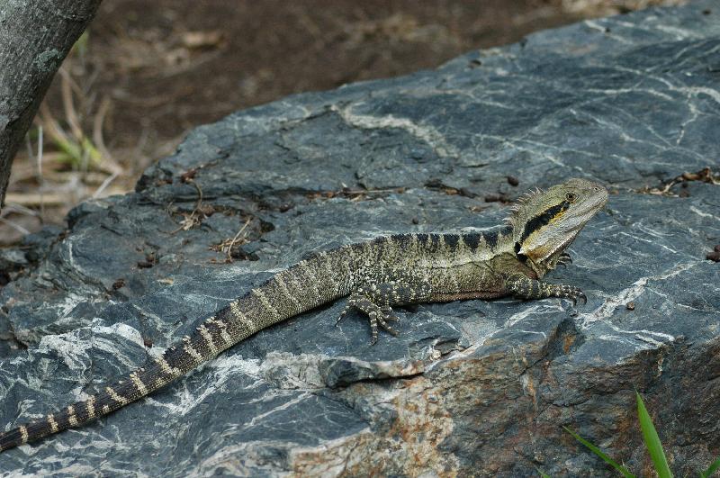 Eastern_Water_Dragon__Physignathus_lesueurii__006.jpg