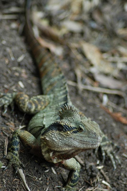 Eastern_Water_Dragon__Physignathus_lesueurii__008.jpg