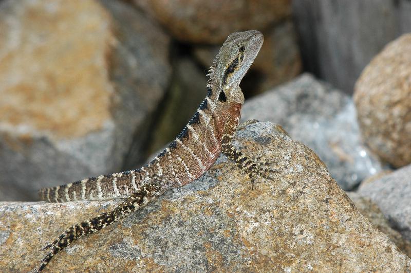 Eastern_Water_Dragon__Physignathus_lesueurii__009.jpg