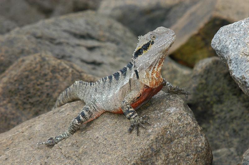 Eastern_Water_Dragon__Physignathus_lesueurii__010.jpg