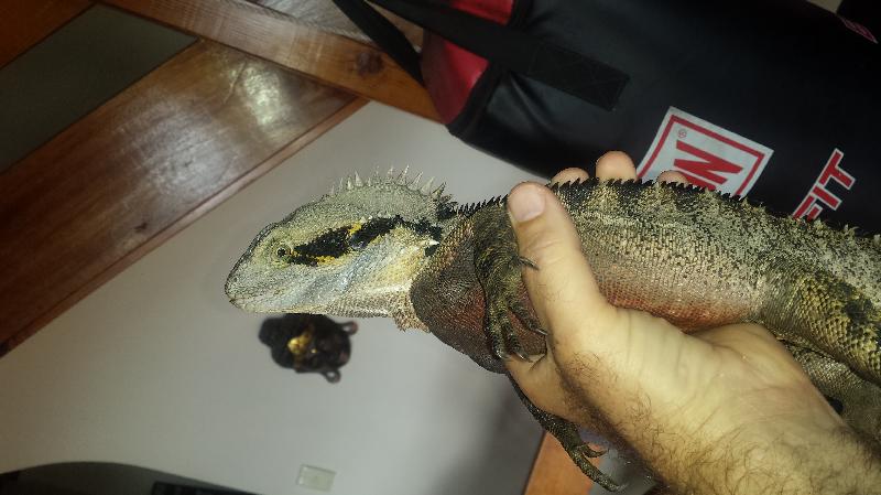 Eastern_Water_Dragon__Physignathus_lesueurii__021.jpg