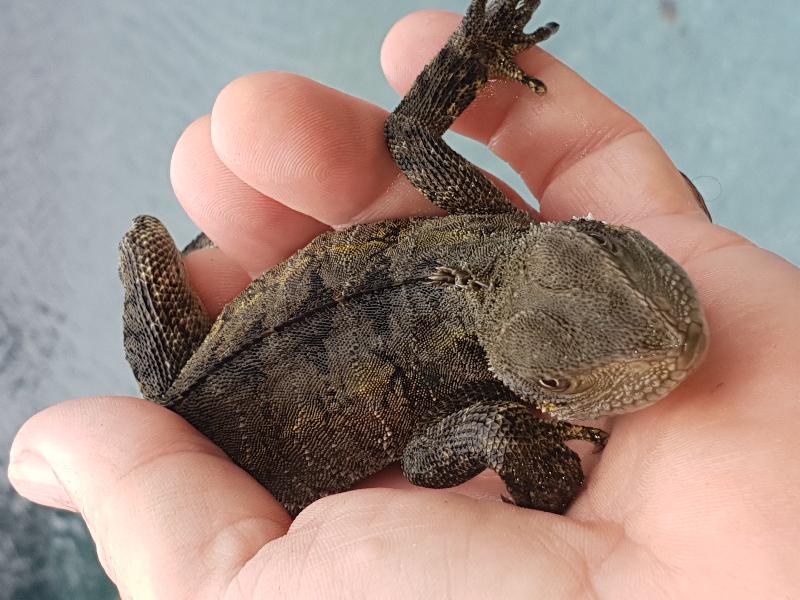 Eastern_Water_Dragon__Physignathus_lesueurii__052.jpg
