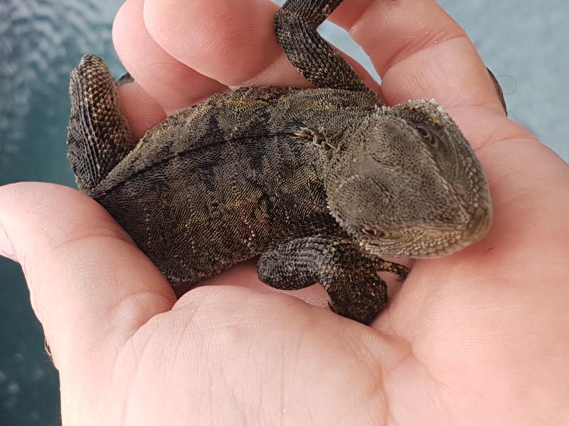 Eastern_Water_Dragon__Physignathus_lesueurii__053.jpg