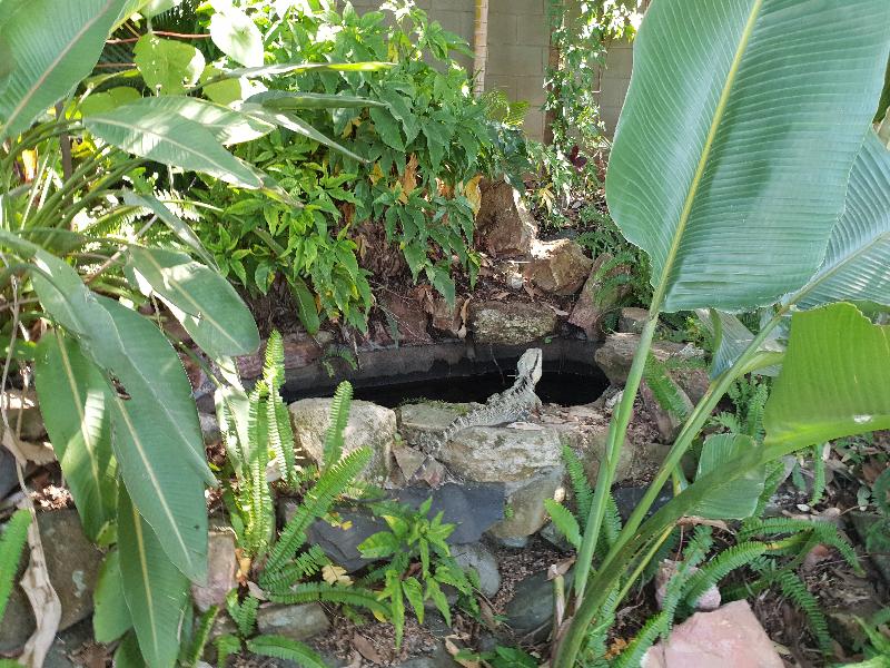 Eastern_Water_Dragon__Physignathus_lesueurii__056.jpg