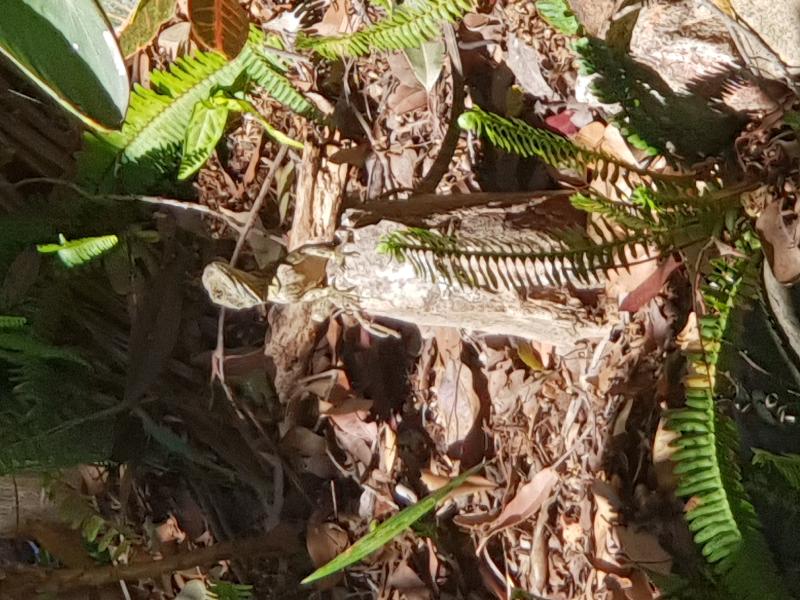 Eastern_Water_Dragon__Physignathus_lesueurii__059.jpg