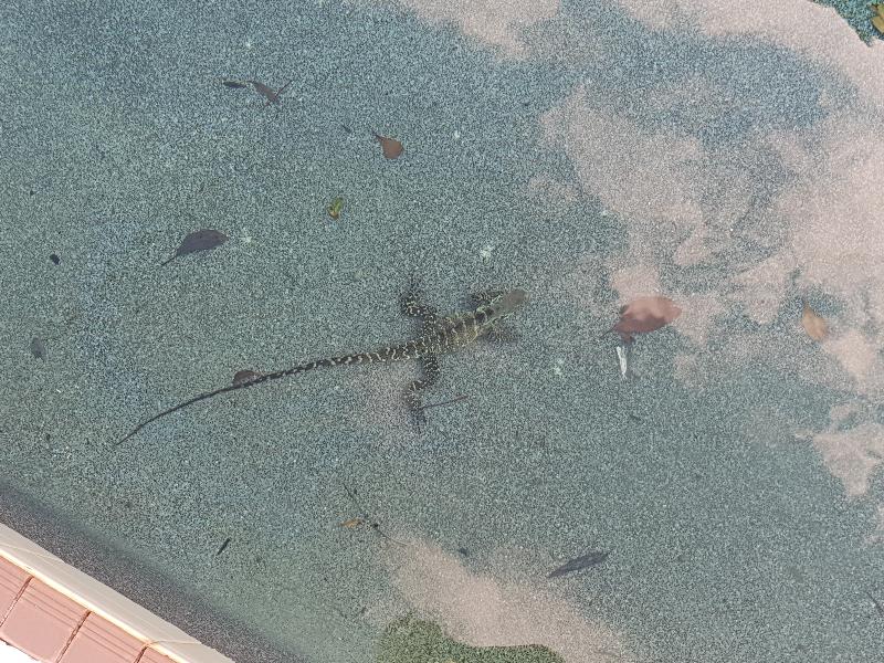 Eastern_Water_Dragon__Physignathus_lesueurii__063.jpg