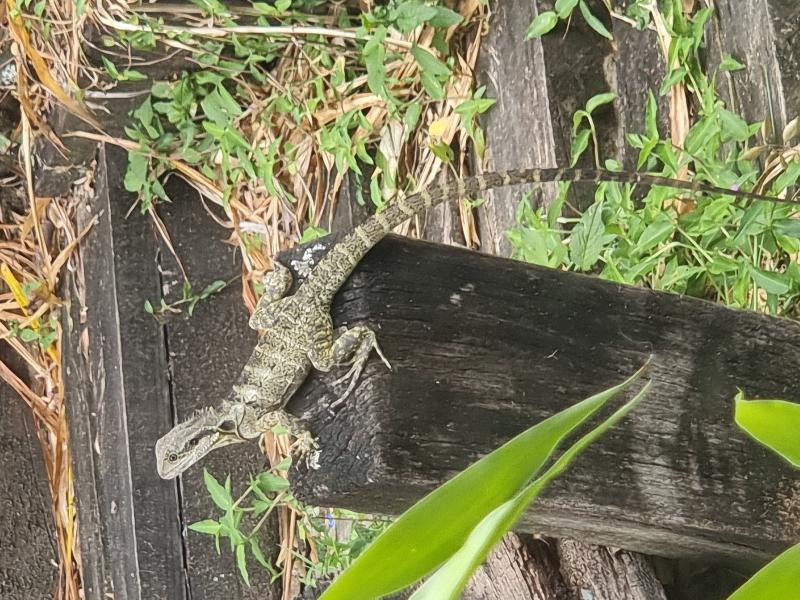 Eastern_Water_Dragon__Physignathus_lesueurii__085.jpg