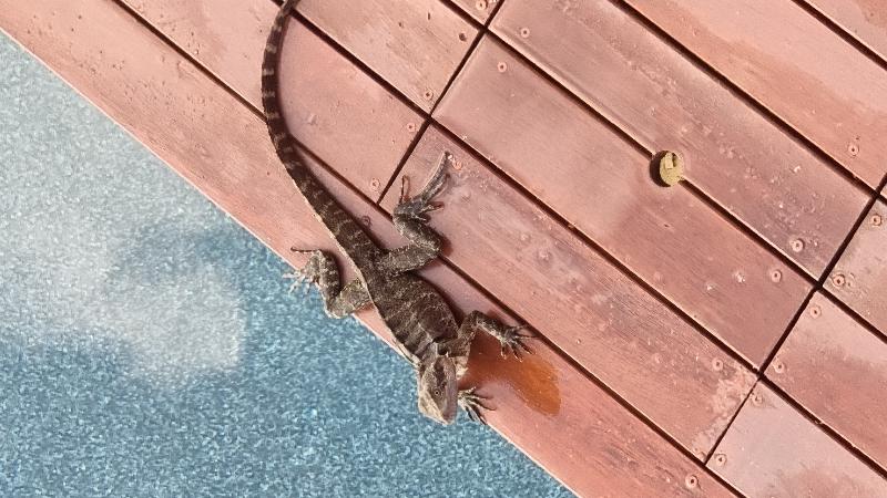 Eastern_Water_Dragon__Physignathus_lesueurii__091.jpg