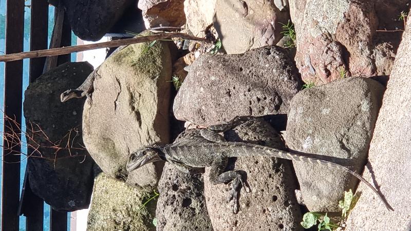 Eastern_Water_Dragon__Physignathus_lesueurii__092.jpg