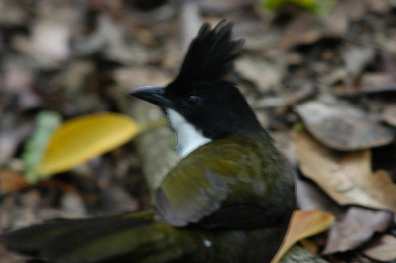 Eastern_Whipbird__Psophodes_olivaceus__001.jpg