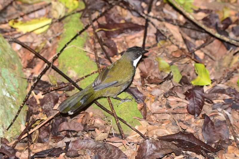 Eastern_Whipbird__Psophodes_olivaceus__002.jpg