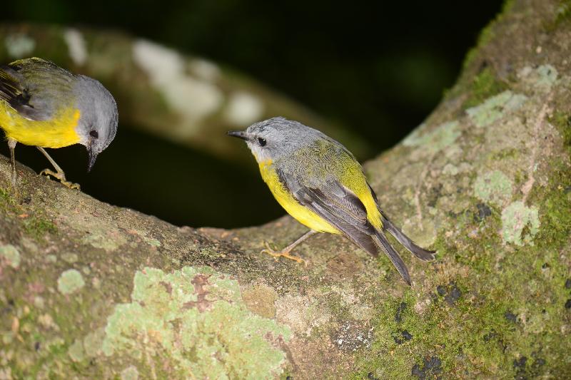 Eastern_Yellow_Robin__Eopsaltria_australis__002.jpg