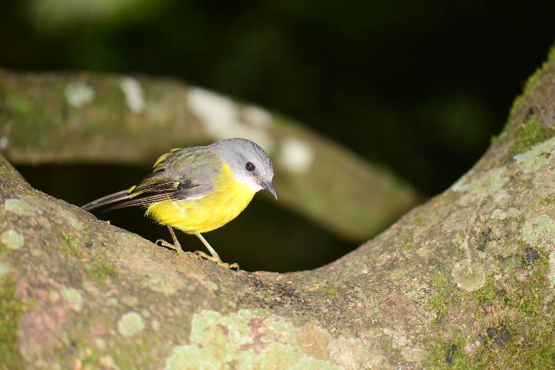 Eastern_Yellow_Robin__Eopsaltria_australis__003.jpg