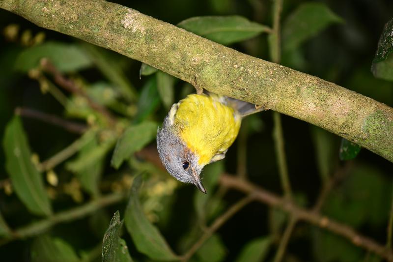 Eastern_Yellow_Robin__Eopsaltria_australis__004.jpg