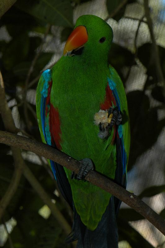 Eclectus_Parrot__Eclectus_roratus__001.jpg