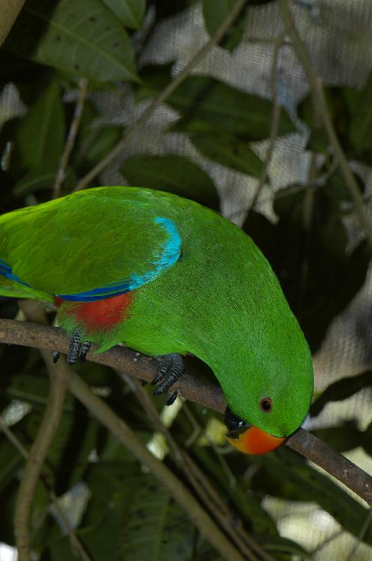 Eclectus_Parrot__Eclectus_roratus__002.jpg