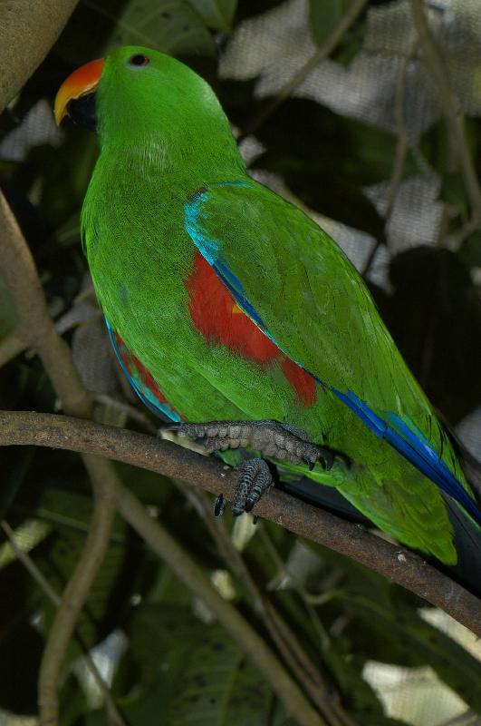 Eclectus_Parrot__Eclectus_roratus__003.jpg