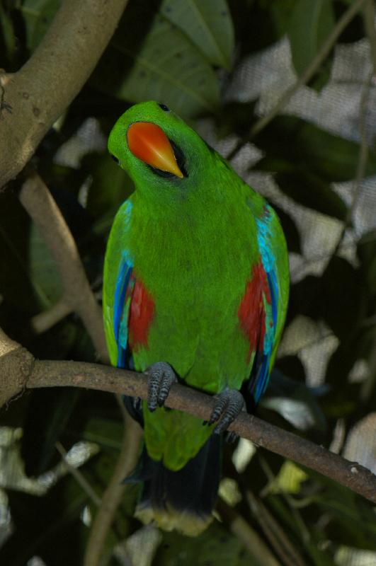 Eclectus_Parrot__Eclectus_roratus__004.jpg