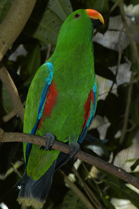 Eclectus_Parrot__Eclectus_roratus__005.jpg