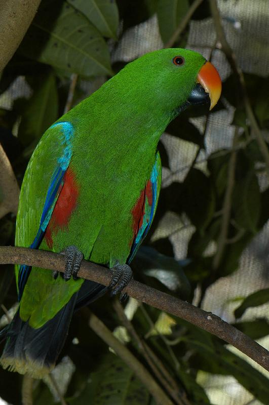 Eclectus_Parrot__Eclectus_roratus__006.jpg