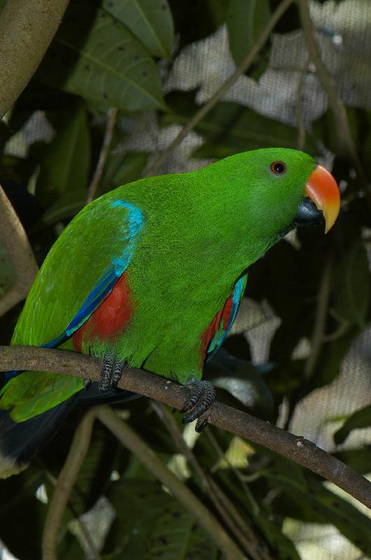 Eclectus_Parrot__Eclectus_roratus__007.jpg