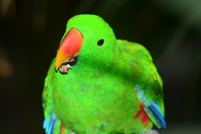 Eclectus_Parrot__Eclectus_roratus__008.jpg