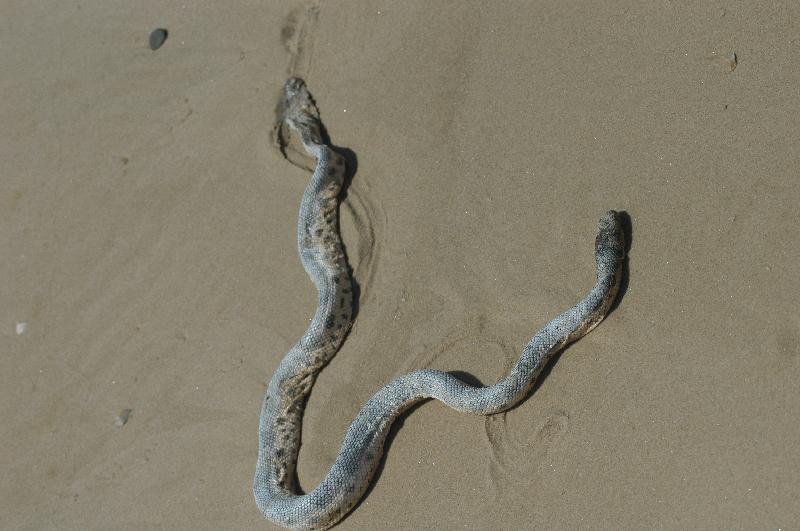 Elegant_Sea_Snake__Hydrophis_elegans__002.jpg