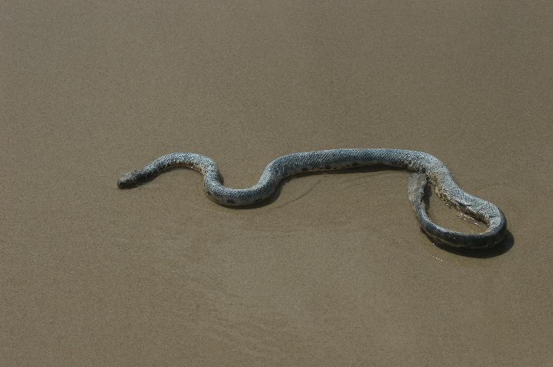 Elegant_Sea_Snake__Hydrophis_elegans__004.jpg