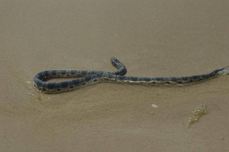 Elegant_Sea_Snake__Hydrophis_elegans__005.jpg